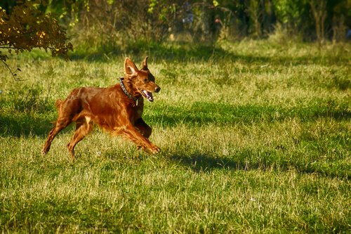 Hund im Feld