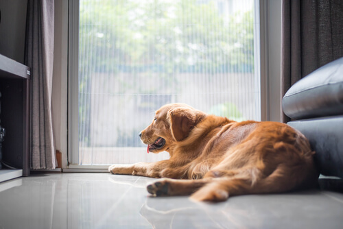 Dieser Hund schaut gelangweilt aus dem Fenster