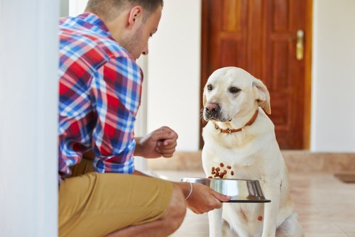 Hund mit Nierenversagen hat oft keinen Hunger