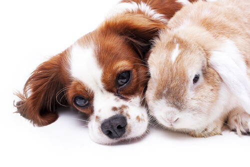 Hund und Hase harmonieren in diesem Bild