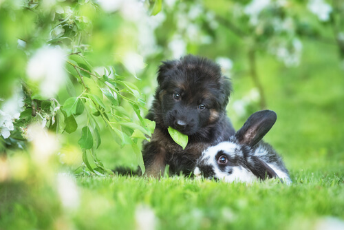 Hund und Hase spielen miteinander