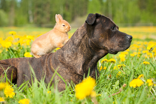 Hund und Hase verstehen sich gut
