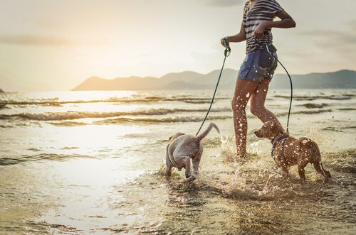 Hunde am Strand