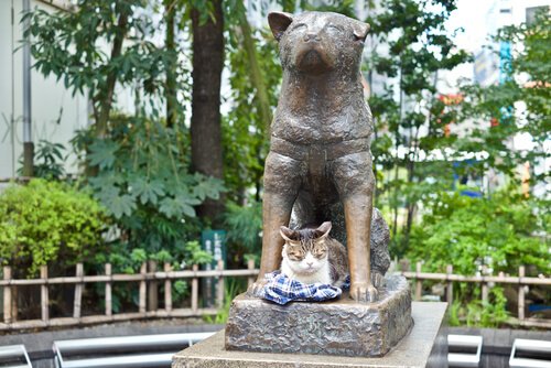 4 Hunde, die dem Beispiel von Hachiko folgten