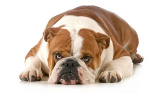 Hunde hassen diese Dinge