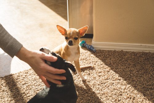 Hunde spüren Eifersucht - kann das sein?