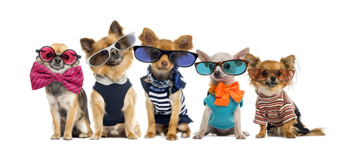 Verhasste Hundekleidung und -accessoires