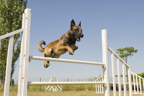 Hundesportarten: Agility