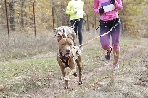 Hundesportarten: Canicross