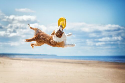 Hundesportarten: Hundefrisbee