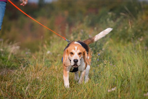 Hundesportarten: Mantrailing
