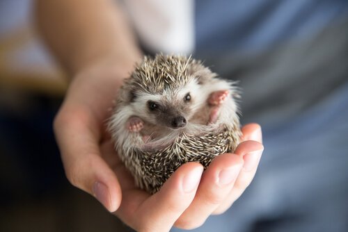 Igel als Haustier halten