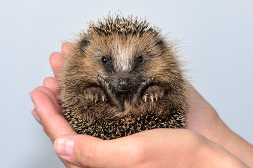 Vorteile von einem Igel als Haustier