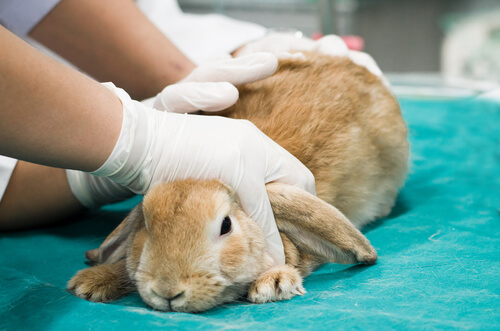 Impfung gegen Kaninchenviren