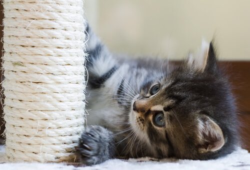 Intelligenzspiele für Katzen: Kratzbaum