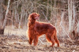 Irish Red Setter: anmutig und freundlich