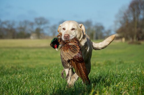 Apportierhund