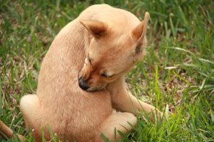 Woher kommt Juckreiz bei Hunden und was kann man tun?
