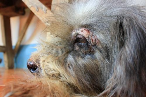 Juckreiz bei Hunden führt zu Verletzungen.