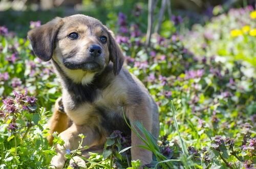Juckreiz bei Hunden hat verschiedenste Ursachen.