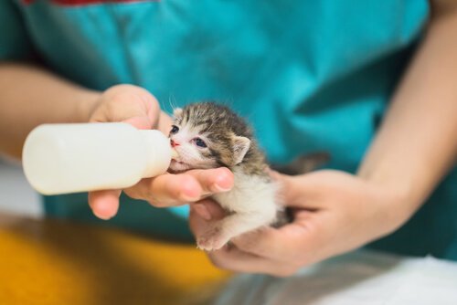 Das Kätzchen mit der Flasche aufziehen