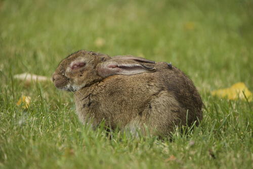 Kaninchenviren sind oft tödlich