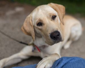Kann dein Hund zu Hause mithelfen?