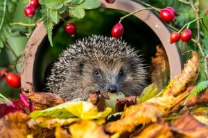Kann man einen Igel als Haustier halten?