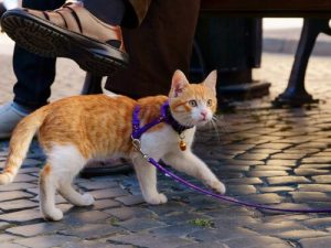 Gassi mit der Katze: Tipps und Ratschläge