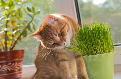 Katze knabbert Hauspflanze an