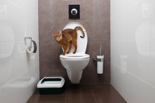 Katze uriniert im ganzen Haus