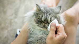 Katzenaugen reinigen: Tipps und Ratschläge