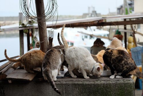 Katzeninseln in Japan: Aoshima