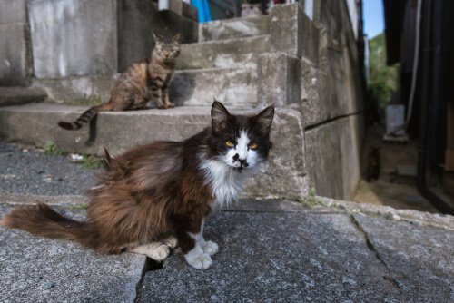 Katzeninseln in Japan: Tashirojima