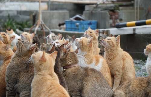 Die Katzeninseln in Japan