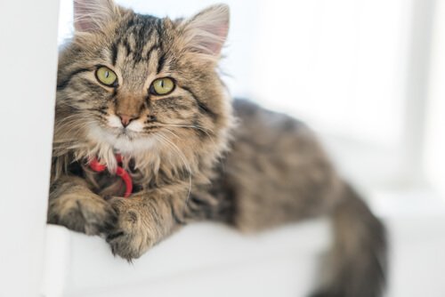 Katzennamen aus der ägyptischen Mythologie