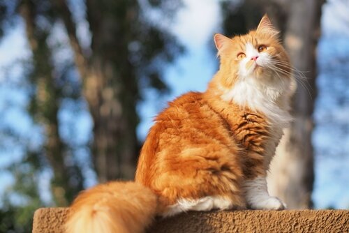 Katzennamen aus der nordischen Mythologie