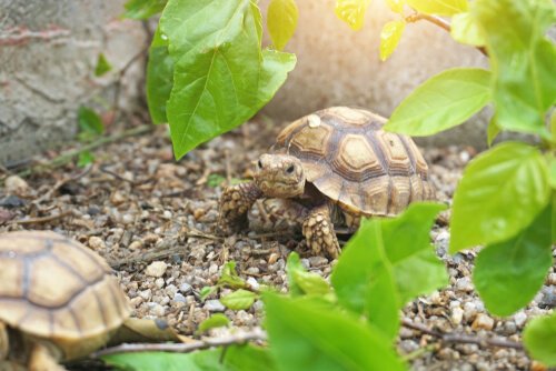 Lebensraum der Spornschildkröte