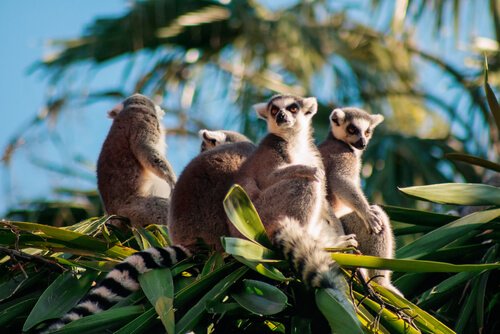 Lemurs leben in Madagaskar