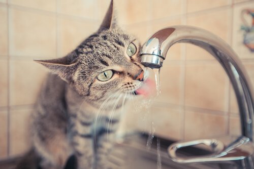 Manche Katzen trinken gerne direkt vom Hahn