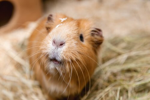Dieses Meerschweinchen grinst glücklich