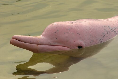 Merkmale des rosa Amazonasdelfin