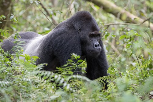Merkmale des östlichen Gorillas