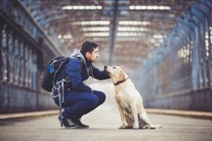 Mit dem Hund durch die USA reisen: spektakuläre Routen