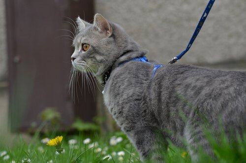 Mit der Katze Gassigehen
