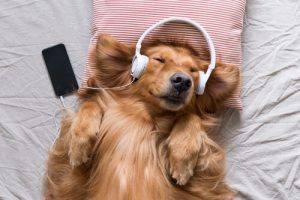 Musik für Tiere