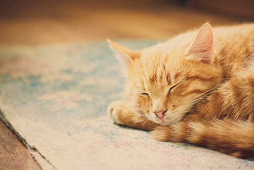 Musik für Tiere entspannt die Katze
