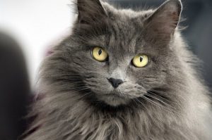 Namen für Katzen mit langem Fell