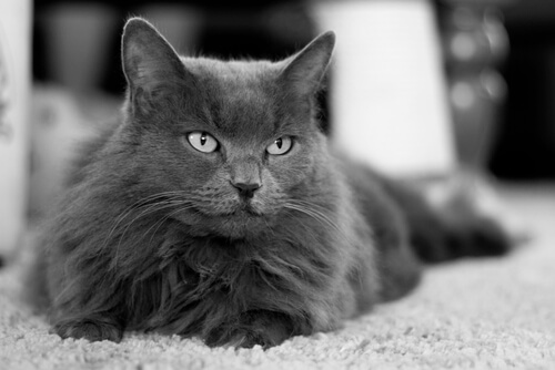 Die edle Nebelung Katze