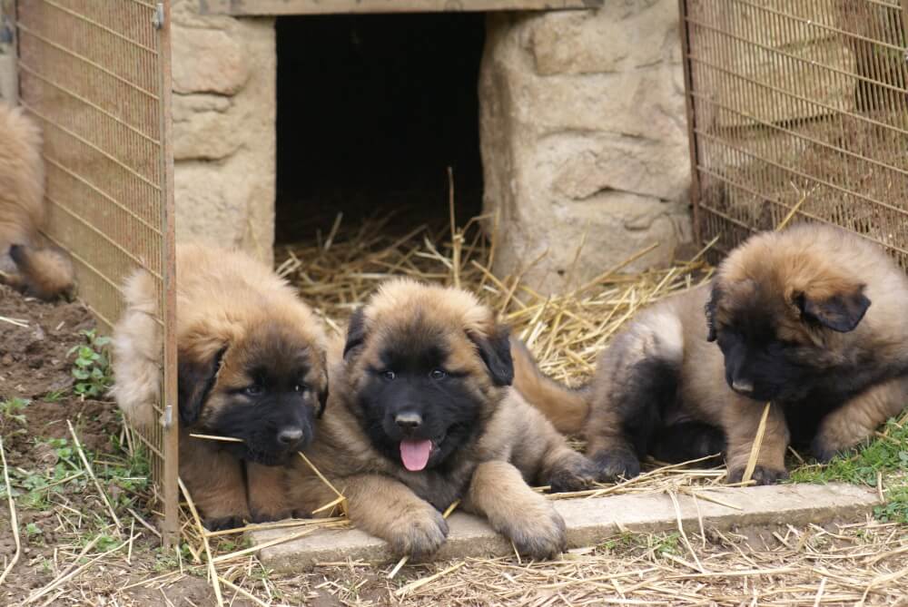 Pflege des Cão da Serra da Estrela